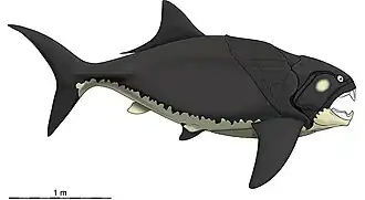 Dunkleosteus terrelli