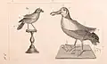 Mounted specimens