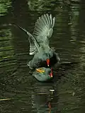 Mating