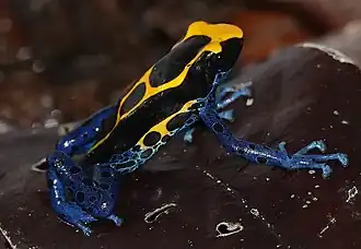 In Roura, French Guiana