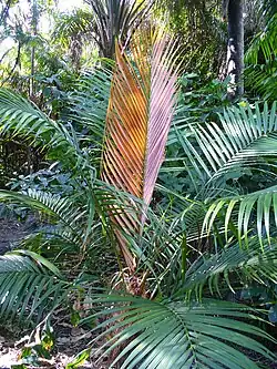 Dypsis crinita