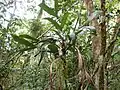 Dypsis hildebrandtii