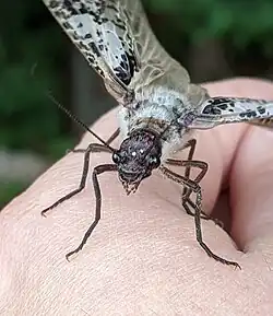 Head closeup