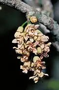 On a branch