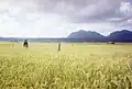 Rice field in Mehara