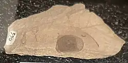 Early Oligocene acorn, Oregon, US (33 mya)