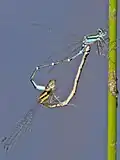 mating pair