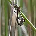 Mating pair, male is on top