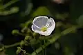 A single flower
