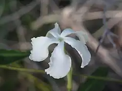 Echites umbellatus