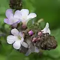 Closeup of tiny inflorescence