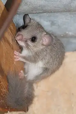Brown and white dormouse