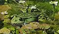 Edible frog in a swamp