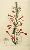 Illustration of Penstemon centranthifolius