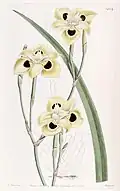 Pl. 1404 Edwards's botanical register