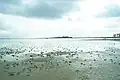 The Bay of Aarhus has several shallow coves (Egens Vig at Kalø Castle).