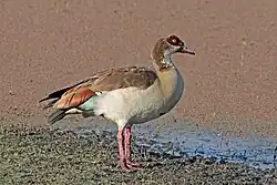 Subadult