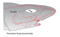 Image 21Distribution of highly sensitive ampullae of Lorenzini across the shark's head and rostrum. (from Shark agonistic display)