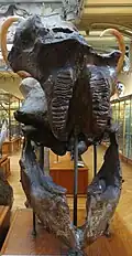 Underside of the skull and lower jaws at the Gallery of Paleontology and Comparative Anatomy