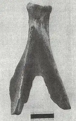 Elk scapula hoe