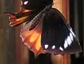 Male (upperside)