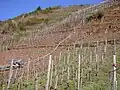 13. Without the monorack railway the old steep locations would not have been recultivated: Ediger Elzhofberg