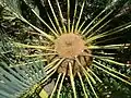 Crown of the stem
