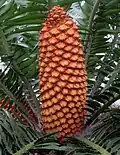 cones
