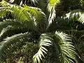 leaves