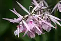Encyclia adenocaula flowers