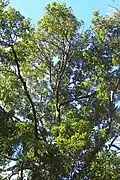 Corkwood growing at Wyrrabalong National Park