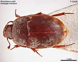 Enneboeus watti