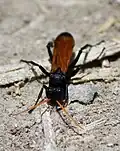 Entypus unifasciatus dumosus