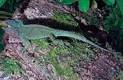Holotype (adult male)