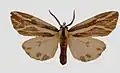 Eospilarctia yuennanica yuennanica male