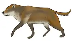 Epicyon haydeni