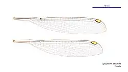 Female wings