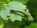 Caterpillar