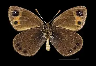 Erebia lefebvrei