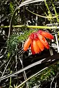 Erica cerinthoides
