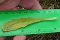 Leaf