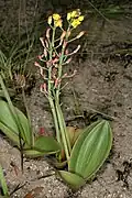 Eriospermum mackenii