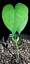 Seedling. Dededo, Guam