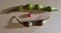 Green pods and seed
