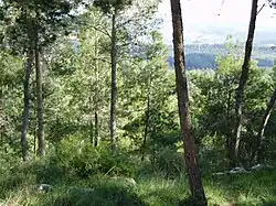 Large pine forests were planted by the Jewish National Fund