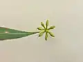 Bud cluster