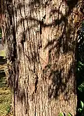 Trunk bark