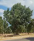 Eucalyptus trees