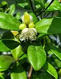 Flower buds