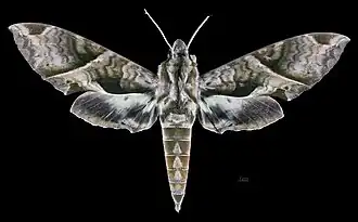 Eumorpha anchemolus